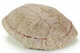 Inflated Fossil Tortoise (Stylemys) w/ Limb Bones - South Dakota #373009-2